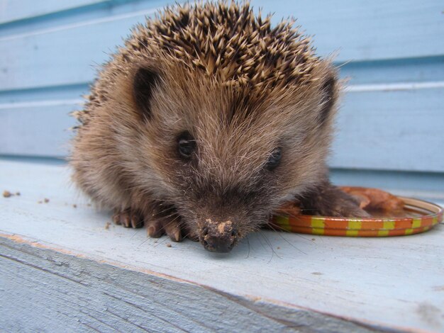 Photo close-up of a eating food