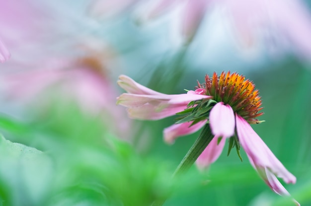 Primo piano, echinacea