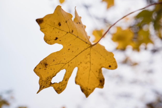 Close-up echte herfst gele esdoorn bladeren op heldere hemelachtergrond
