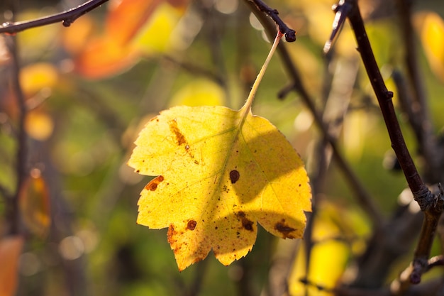 Close-up één geel blad op de mooie kleurrijke herfst.