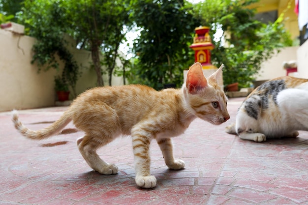 Foto close-up een leuke binnenlandse arabische kat mau