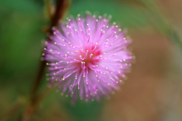 Close-up een pluizige roze bloeiende wilde bloem met selectieve aandacht en onscherpe achtergrond