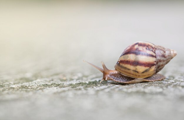 Close-up een slak die zich op straatvloer op de openlucht geweven achtergrond beweegt