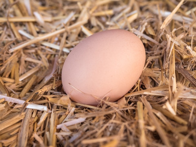 Close up of egg on straw