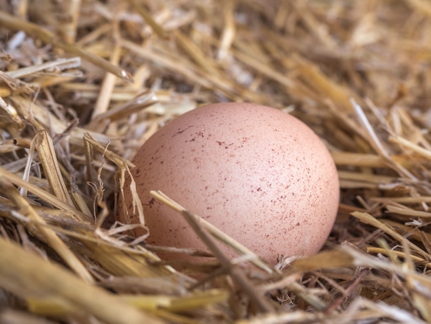 Close up of egg on straw