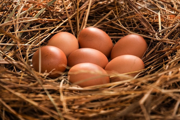 鶏の巣の中の卵を閉じます。フィールドの浅い深さ卵に選択的な焦点。