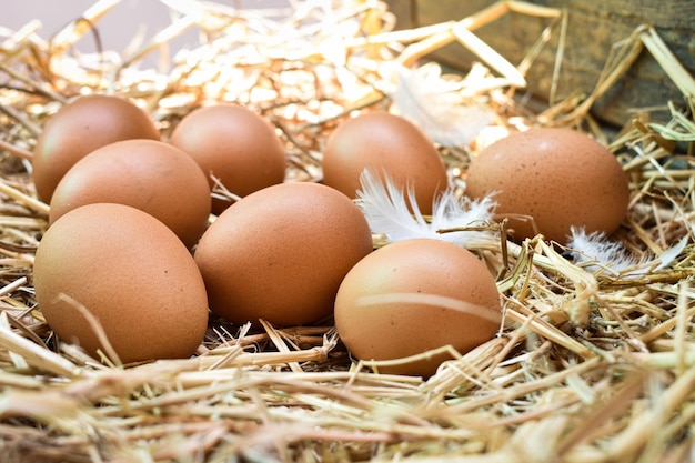 Photo close-up of eggs in field