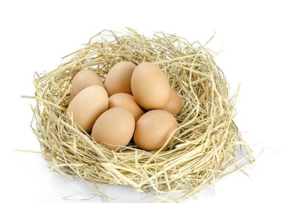 Close-up of eggs in nest against white background