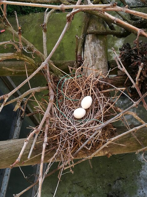 Photo close-up of eggs in a nest