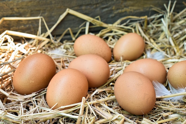 Photo close-up of eggs in nest