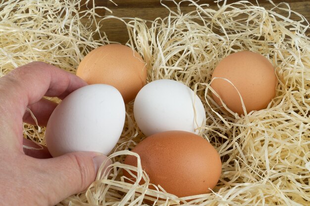 Photo close-up of eggs in nest