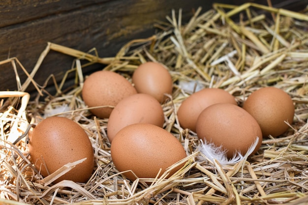 Photo close-up of eggs in nest