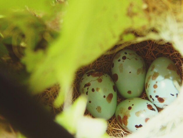 Close-up of eggs in nest