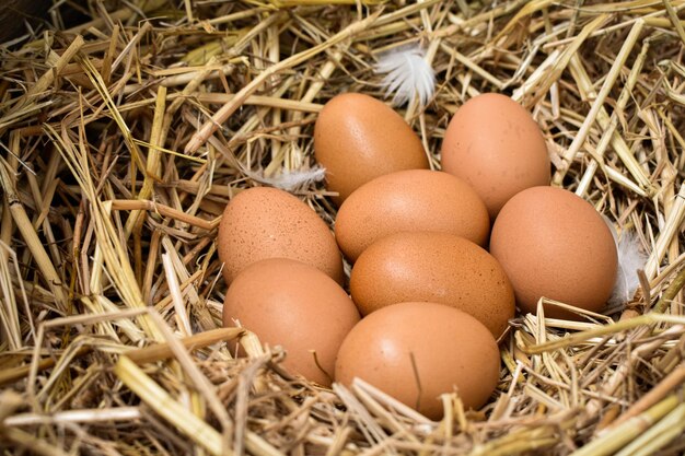 Photo close-up of eggs in nest