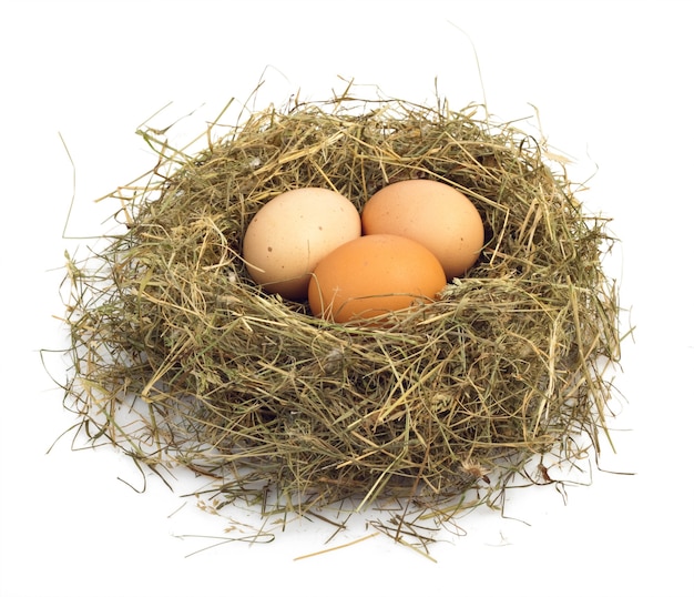 Close up eggs in a nest