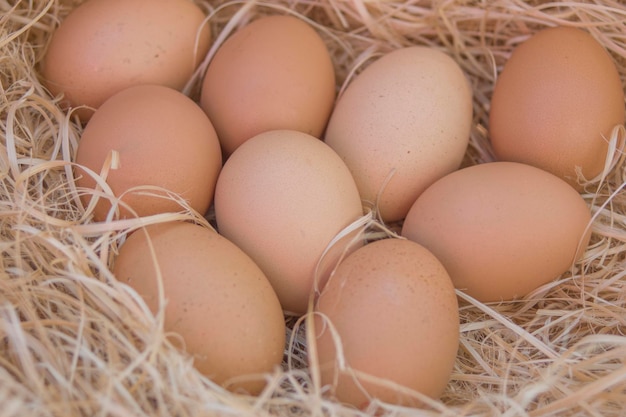 Photo close-up of eggs