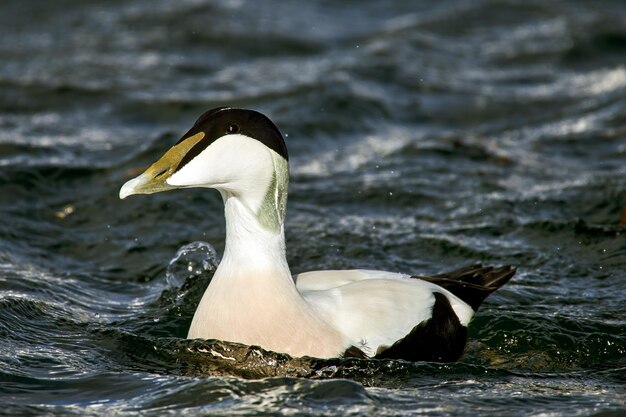 Photo close-up of eider duck swimming in burghead harbour