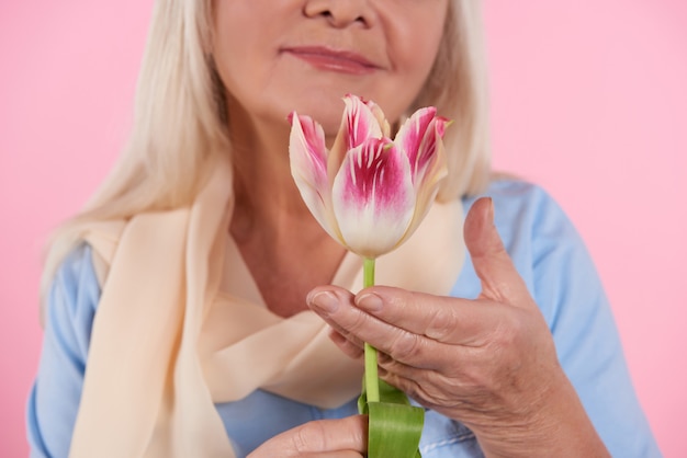 Close up. Elderly woman is sniffing tulip.