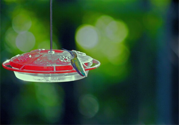 Close-up of electric lamp hanging on glass