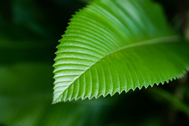 Foto eleganza di primo piano verde intenso