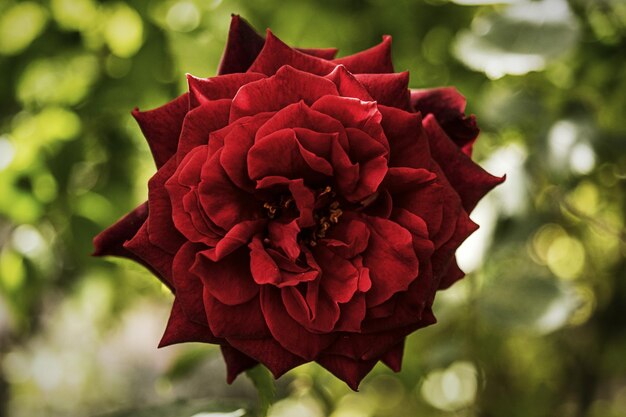 Foto close-up di un'elegante rosa rossa in fiore all'aperto