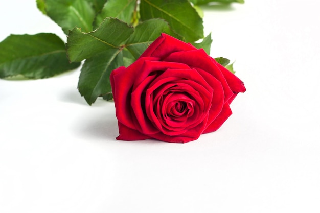 Close up of an elegant rose with copy space