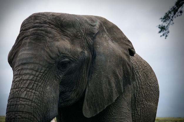 Foto close-up di un elefante contro il cielo