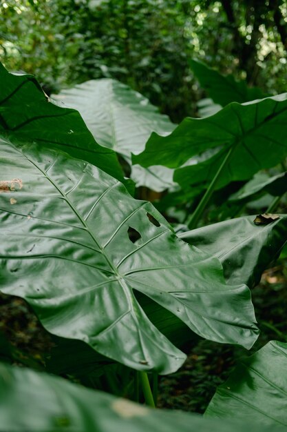 Крупный план листа уха слона или гигантского таро (Alocasia macrorrhizos), естественный фон с солнечным светом.