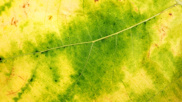 Close up of elephant ear plant 