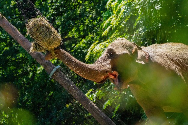 Foto close-up di un elefante che mangia fieno nello zoo