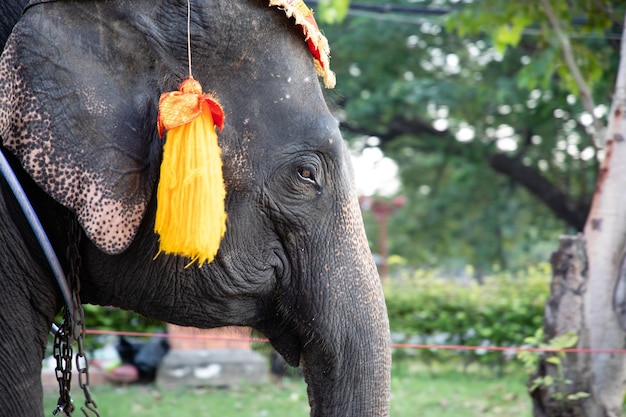 Photo close-up of elephant eating