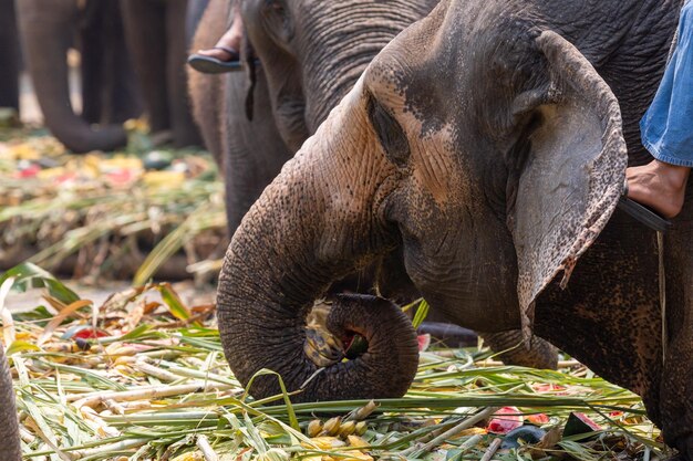 Foto prossimo piano di un elefante che mangia