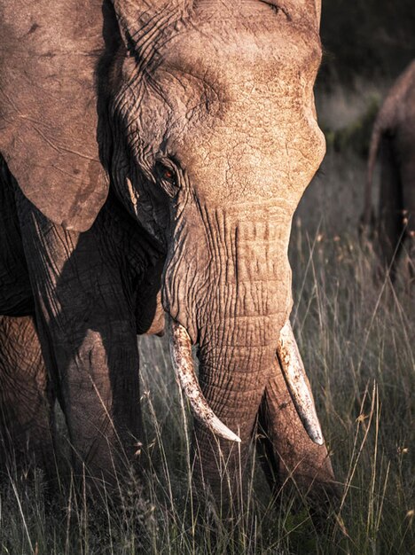 Foto prossimo piano di un elefante sul campo