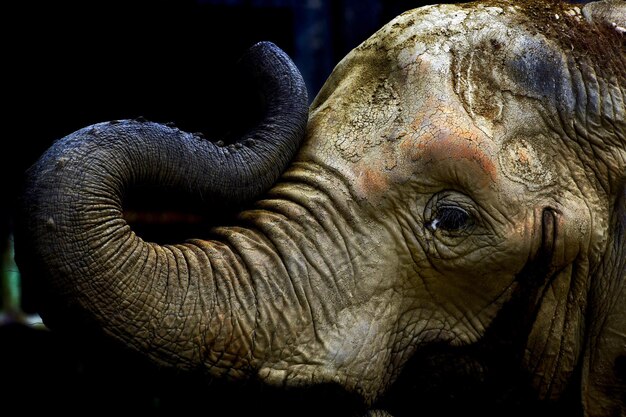 Photo close-up of elephant on field