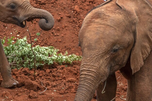 Foto prossimo piano di un elefante sul campo