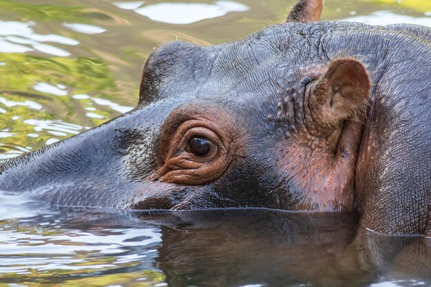 Foto prossimo piano di un elefante nel lago