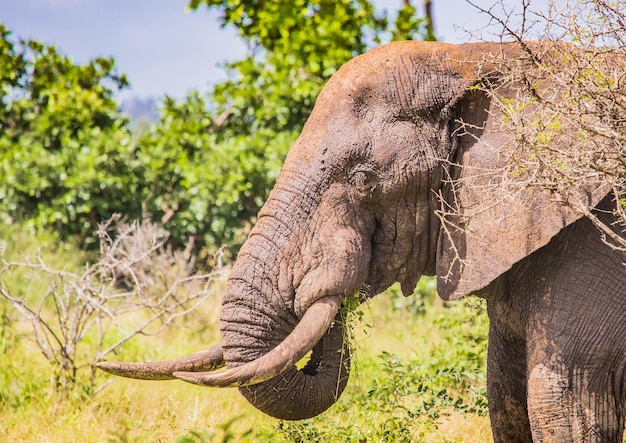 Foto prossimo piano di un elefante a terra