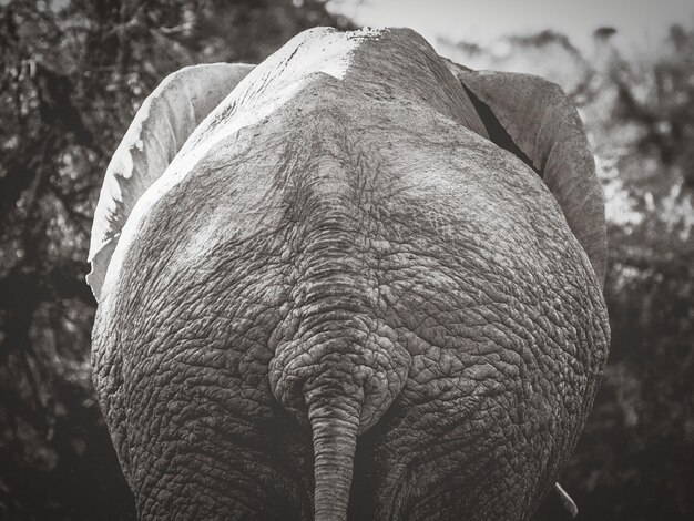 Photo close-up of elephant rear