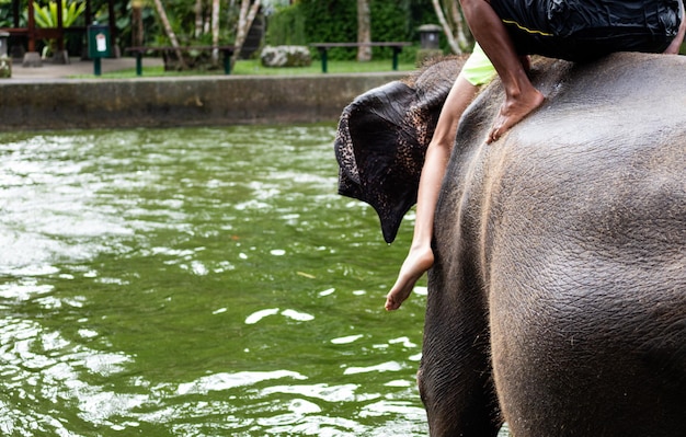 Close-up of elephant in sea