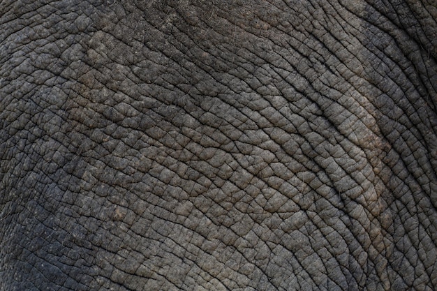 Close up The elephant Skin is big wildlift animal for texture and pattern skin