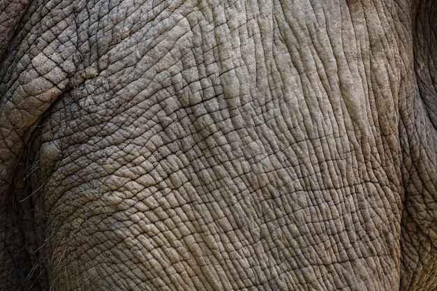 Primo piano la pelle di elefante è un grande animale selvatico per la consistenza e la pelle del modello
