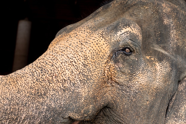 Foto chiuda in su del reticolo della pelle dell'elefante