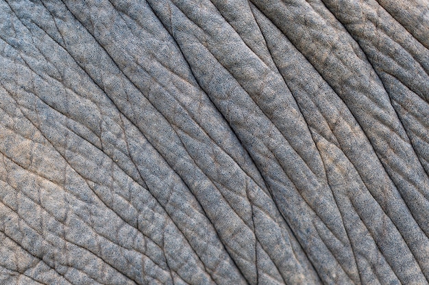 Close up of an elephant skin