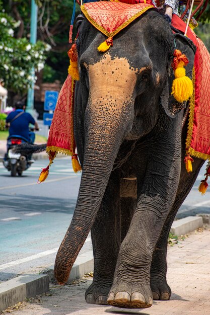 Photo close-up of elephant in a street