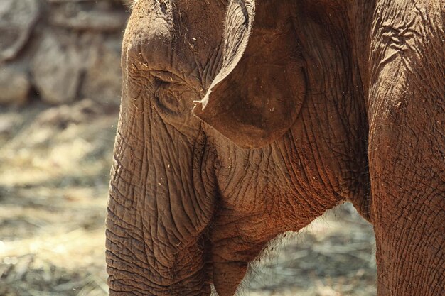 Foto close-up di un elefante in una giornata di sole