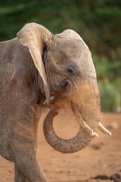 Foto close-up di un elefante che getta polvere con la tromba