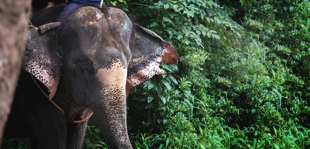 Photo close up elephant wallking with human in forest in thailand for tourism go to jungle