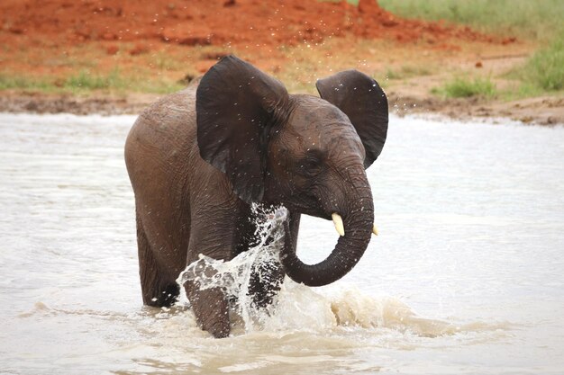 Photo close-up of elephant in water