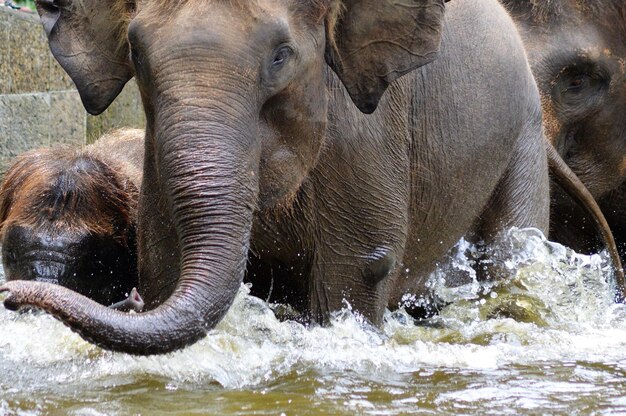 Close-up of elephant in water