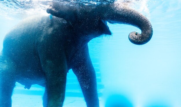 Close-up of elephant in water